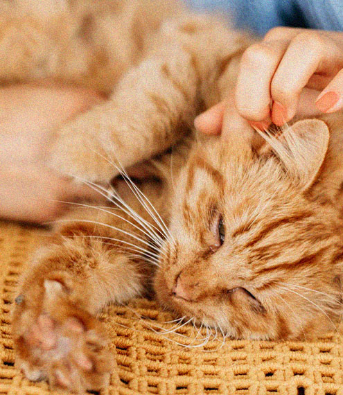 Por qué los gatos hacen el gesto de amasar